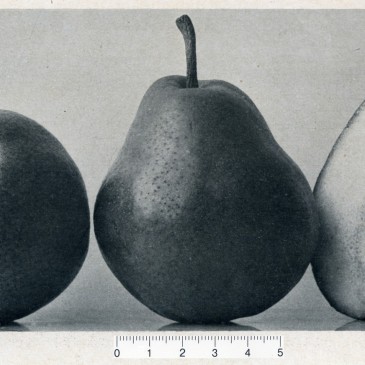 Perkse Peer